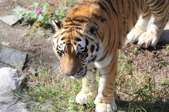 tiger
