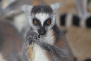 Obraz premium Lemur