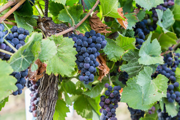 Bunch of Red Wine Grapes on a Tree at a Vineyard
