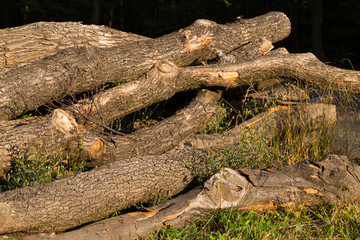 Cut Trees in a Forest