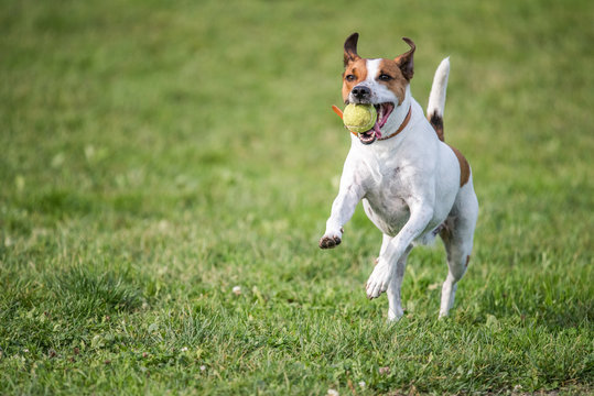 Danish Swedish Farmdog fetching a tennis ball. DSF is a lively and friendly breed.
