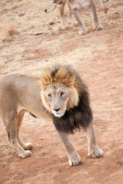 Leone maschio della Namibia