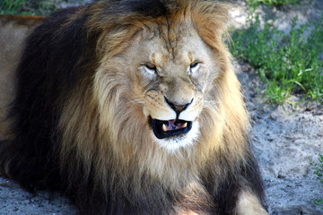 portrait of a snarling lion