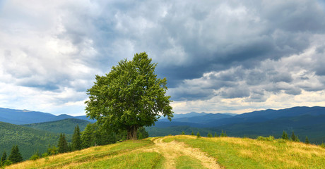Naklejka premium Tree