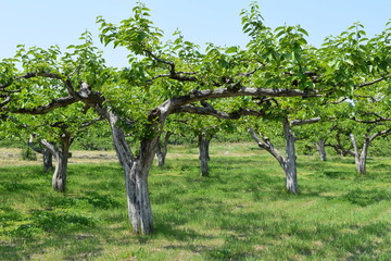 柿の木／山形県の庄内地方で、柿の木の風景を撮影した写真です。