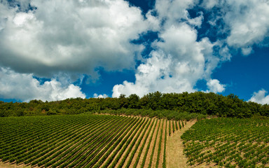 Fototapeta na wymiar Nice vineyard in Italy, Tuscany