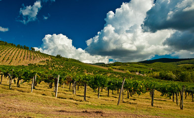 Fototapeta na wymiar Nice vineyard in Italy, Tuscany