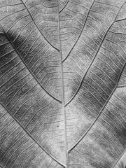 close-up of fresh grey leaf as background