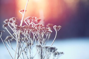 frozen plant at sunset