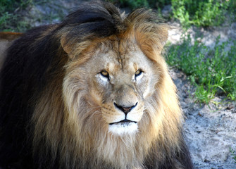 portrait of beautiful wild adult Lion