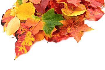 Naklejka na ściany i meble Fall leaves background
