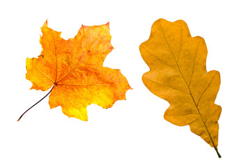 Maple and oak fall leaves