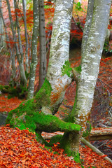 kissing trees in autumn forest