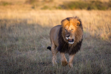 Lion in Kenya, Africa
