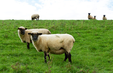 Plakat Schafe auf dem Deich