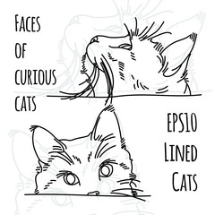 Naklejka premium Vector illustration of two curious cat muzzles