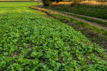 Field sown lettuce