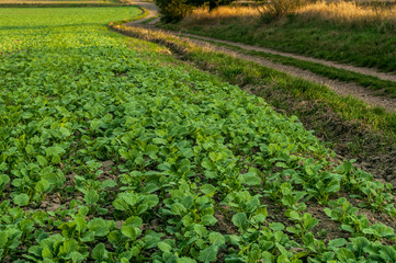 Field sown lettuce © summit fever