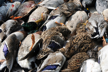 Dead ducks