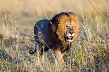 Naklejka na ściany i meble Lion in Kenya, Africa