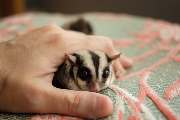 Close up of Sugar Glider.