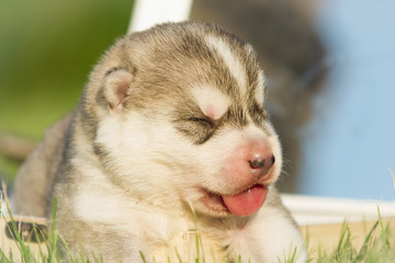 Fototapeta na wymiar Newborn puppy. Puppy Siberian Husky. Small, cute puppy dog.