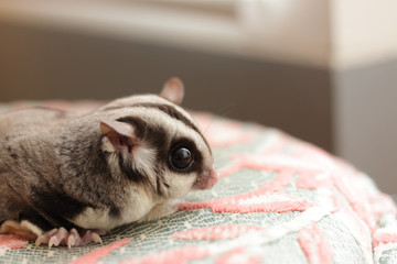 Close up of Sugar Glider.