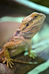 Bearded Dragon - Pogona Vitticeps