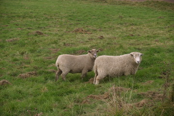 Two white sheep