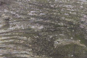 wood background texture