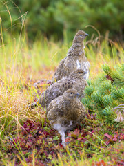 ライチョウ幼鳥