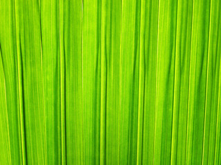 Palm leaf background