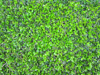 Obraz premium Bush background