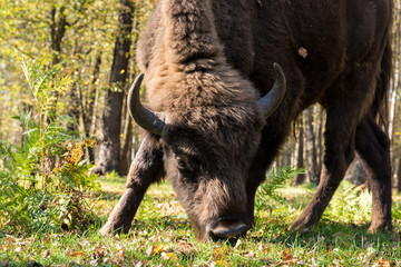 Fototapeta premium Aurochs