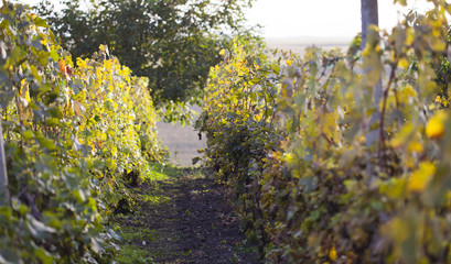 Sunny vineyard with eco ripe grape