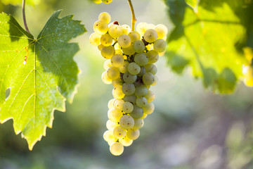  White grape bunch hanging on the vine