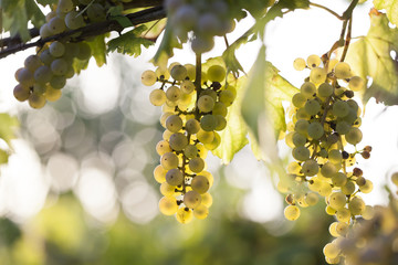 White grape bunch on the vine