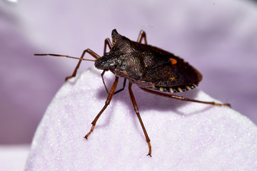 Pentatoma rufipes (Forest ShieldBug) on orchid petal