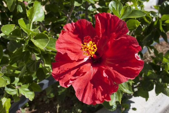 Fiore di ibisco rosso ( hibiscus)