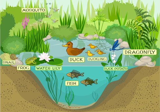 ecosystem of pond