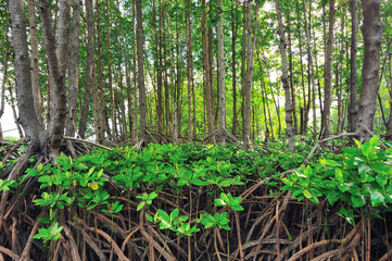 mangrove
