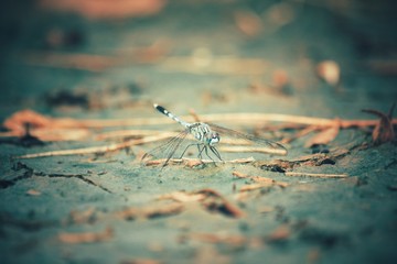 Dragonfly