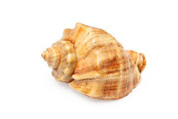 Sea shell