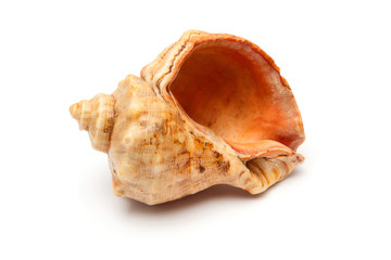 Sea shell