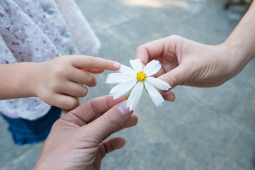 白いコスモスの花で遊ぶ家族