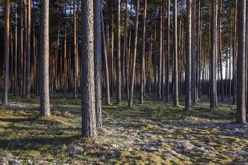 Pine forest in sunsets. Image characteristic for scots pine forests on sandy soils in northern Europe: Sweden, Finland, Baltic states etc. Forest stand structure is typical for commercial forests.