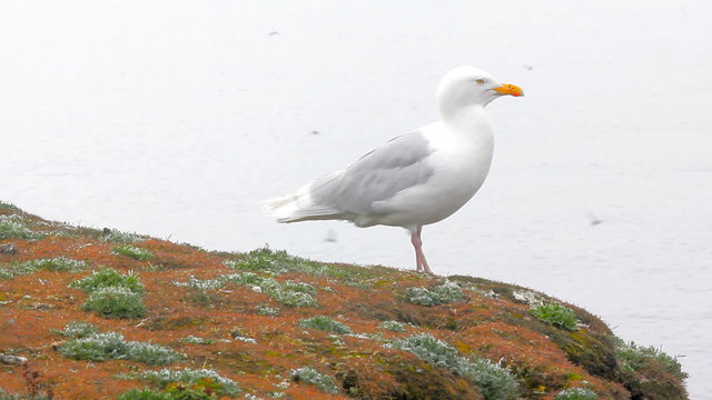 Large white Jonathan Livingston Seagull sits on cliff above sea