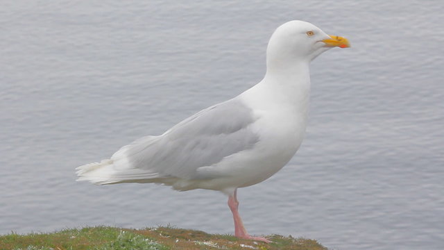 Large white Jonathan Livingston Seagull sits on cliff above sea