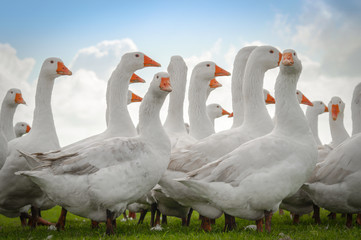 Auf einer Weide laufende Gänse, Gegenlicht