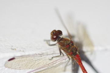 Rote Libelle